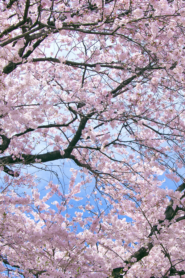 ベスト ハウジング 木 花 コレクション